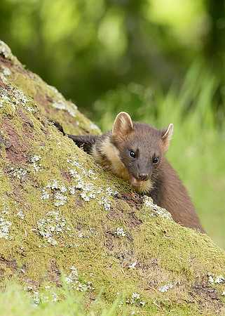 Pine Marten Martes martes