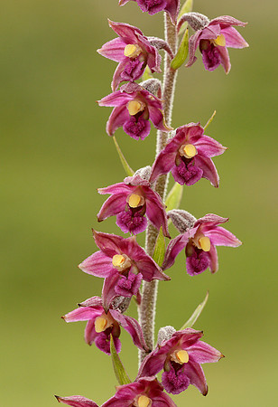 Dark Red Helleborine Epipactis atrorubens