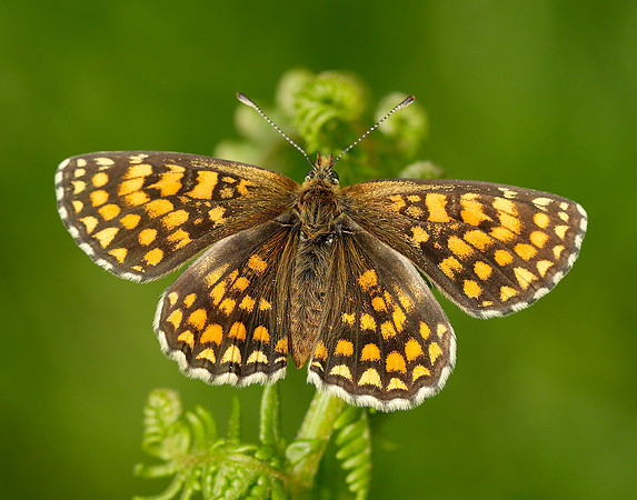 Heath Fritillary Melitaea athalia
