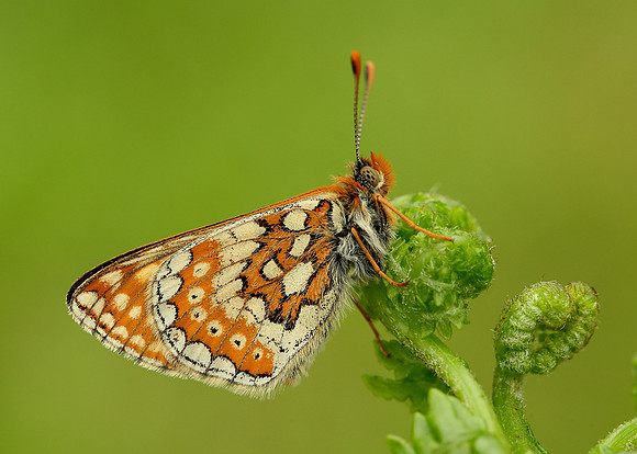Marsh Fritillary Euphydryas aurinia