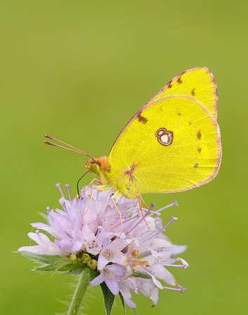 Clouded Yellow Colias croceus