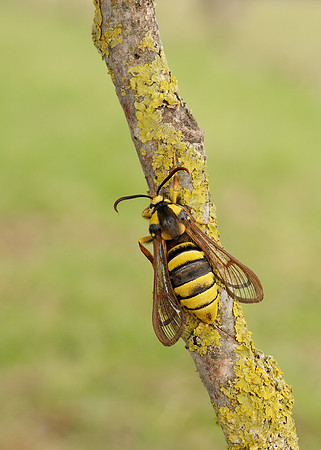 52.002 BF0370 Hornet Moth Sesia apiformis