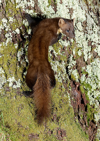 Pine Marten Martes martes