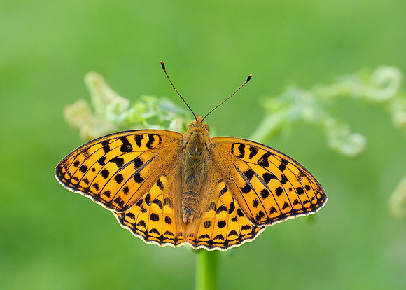 High Brown Fritillary Argynnis adippe