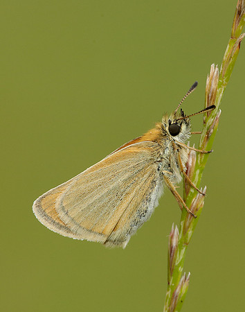 Essex Skipper Thymelicus lineola