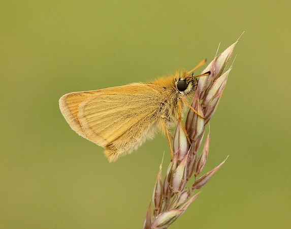 Essex Skipper Thymelicus lineola