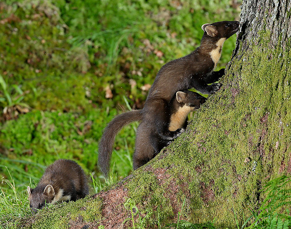 Pine Marten Martes martes