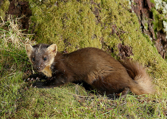 Pine Marten Martes martes