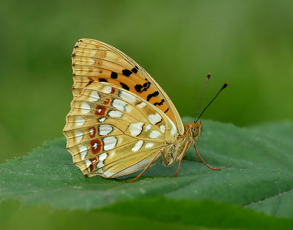 High Brown Fritillary Argynnis adippe