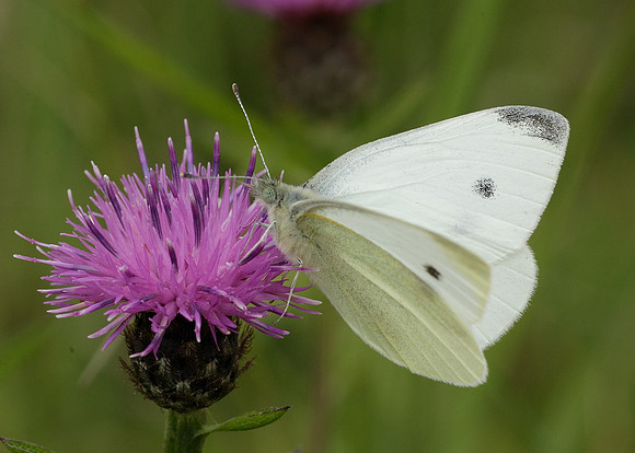 Small White Pieris rapae