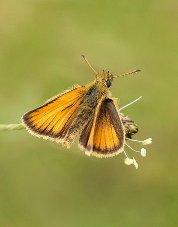 Essex Skipper Thymelicus lineola