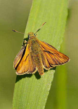 Large Skipper Ochlodes venata
