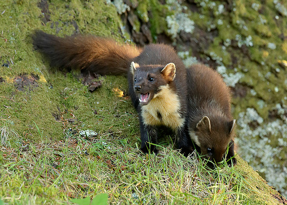 Pine Marten Martes martes