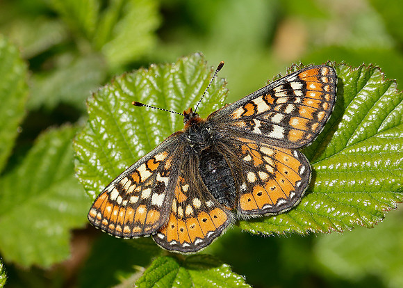 Marsh Fritillary Euphydryas aurinia