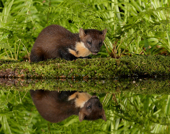 Pine Marten Martes martes