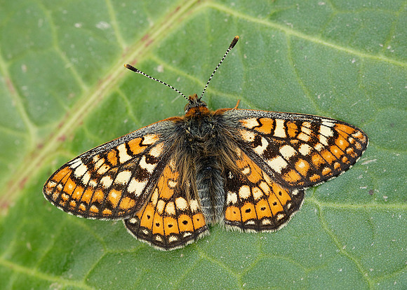 Marsh Fritillary Euphydryas aurinia