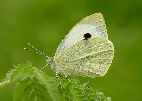 Large White Pieris brassicae