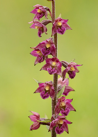 Dark Red Helleborine Epipactis atrorubens