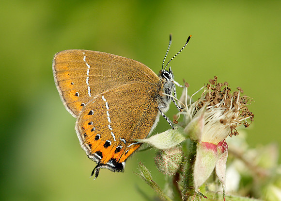Black Hairstreak Satyrium pruni