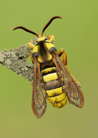 52.002 BF0370 Hornet Moth Sesia apiformis