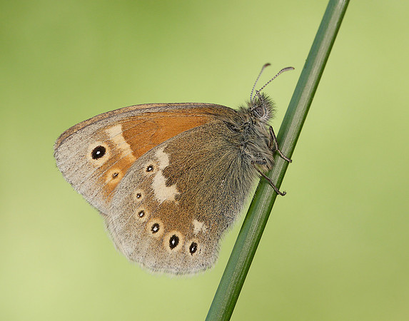 Large Heath Coenonympha tullia polydama