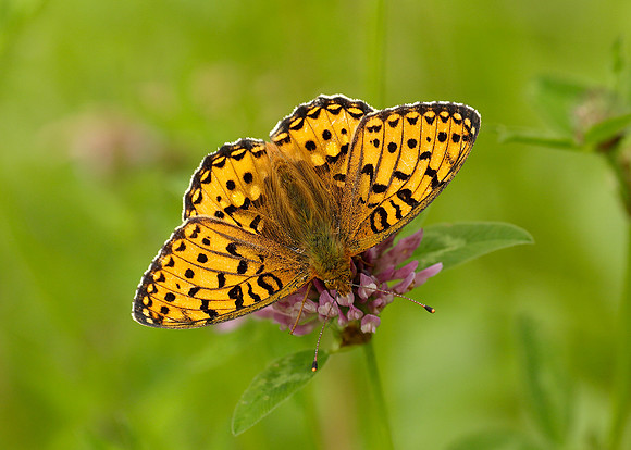 Dark Green Fritillary Argynnis aglaja