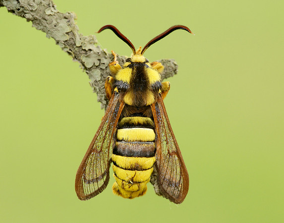 52.002 BF0370 Hornet Moth Sesia apiformis