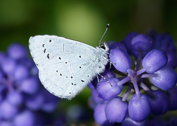 Holly Blue Celastrina argiolus