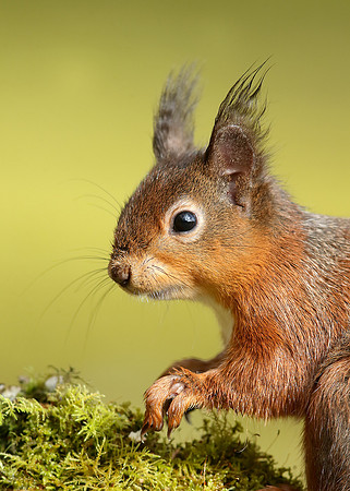 Red Squirrel Sciurus vulgaris