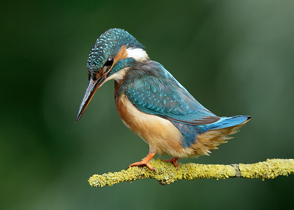 Kingfisher Alcedo atthis