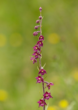 Dark Red Helleborine Epipactis atrorubens