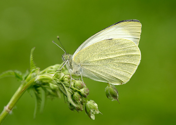 Large White Pieris brassicae