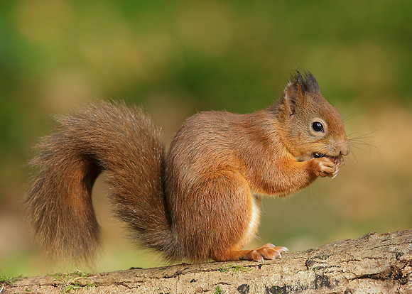 Red Squirrel Sciurus vulgaris