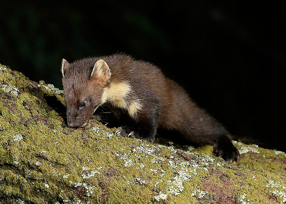 Pine Marten Martes martes