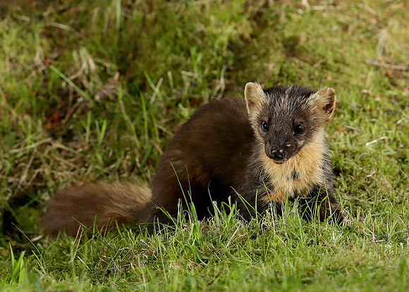 Pine Marten Martes martes