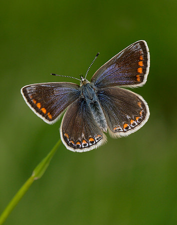 Common Blue Polyommatus icarus