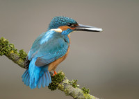 Kingfisher 2  Alcedo atthis
