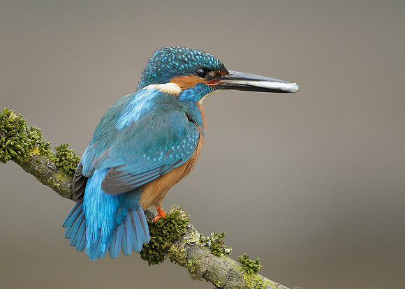 Kingfisher Alcedo atthis