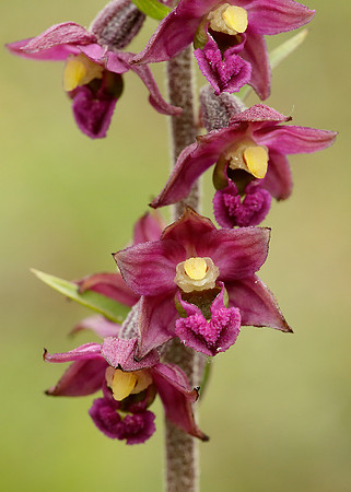 Dark Red Helleborine Epipactis atrorubens