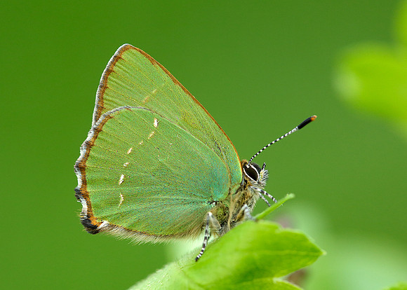Green Hairstreak Callophrys rubi