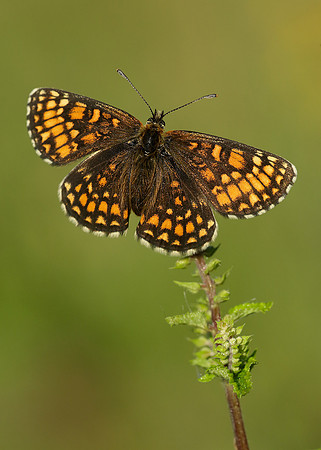 Heath Fritillary Melitaea athalia