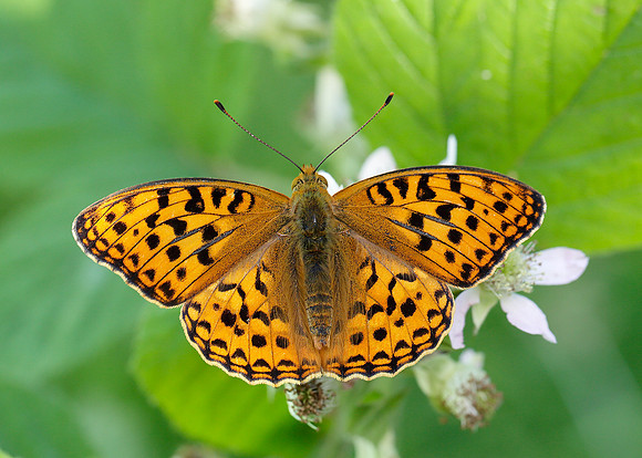 High Brown Fritillary Argynnis adippe