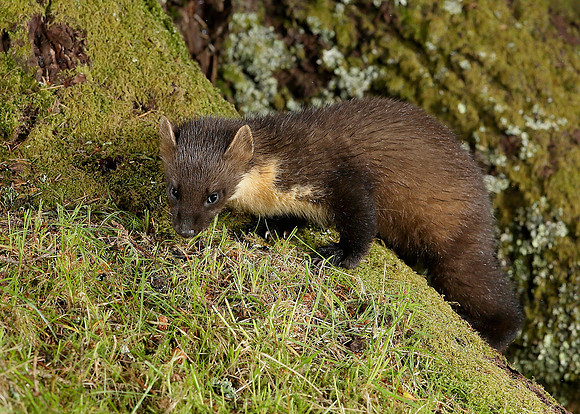 Pine Marten Martes martes