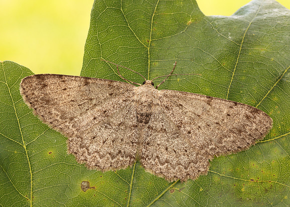 70.268 BF1944 Pale Oak Beauty Hypomecis punctinalis