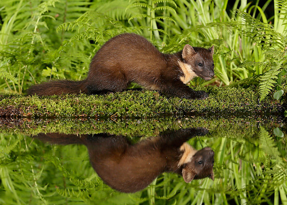 Pine Marten Martes martes
