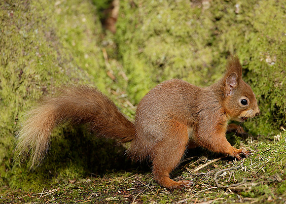 Red Squirrel Sciurus vulgaris