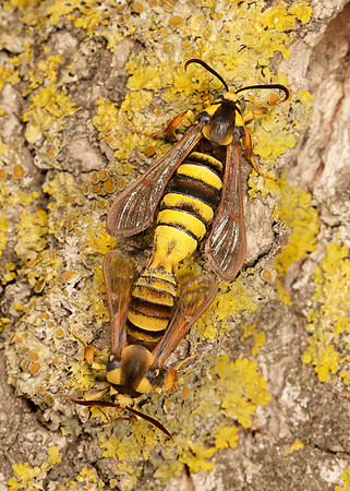 52.002 BF0370 Hornet Moth Sesia apiformis