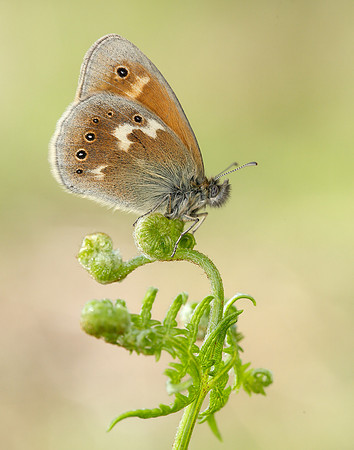 Large Heath Coenonympha tullia polydama