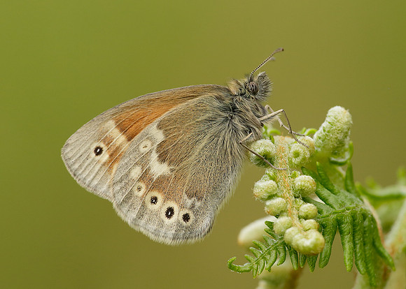 Large Heath Coenonympha tullia polydama