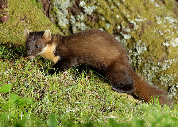 Pine Marten Martes martes